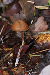 Psilocybe subtropicalis
