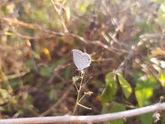 Cupido comyntas texana