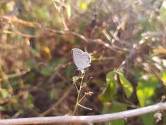 Cupido comyntas texana