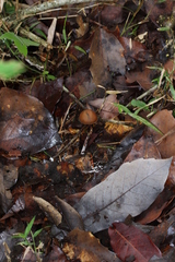 Psilocybe subtropicalis