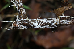 Psilocybe subtropicalis