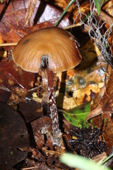 Psilocybe subtropicalis