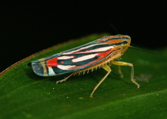 Sisimitalia vulnerata