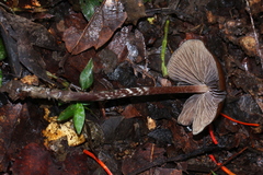 Psilocybe subtropicalis