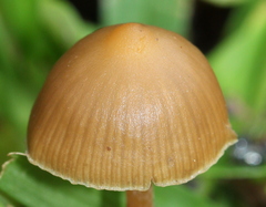 Psilocybe subtropicalis