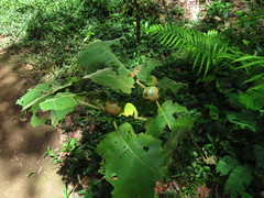 Solanum sessiliflorum