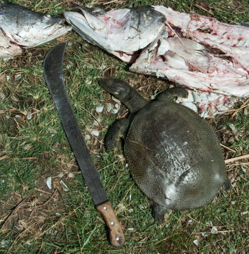 African Softshell Turtle