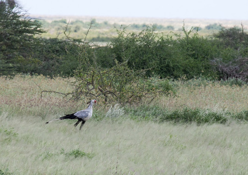 Secretarybird