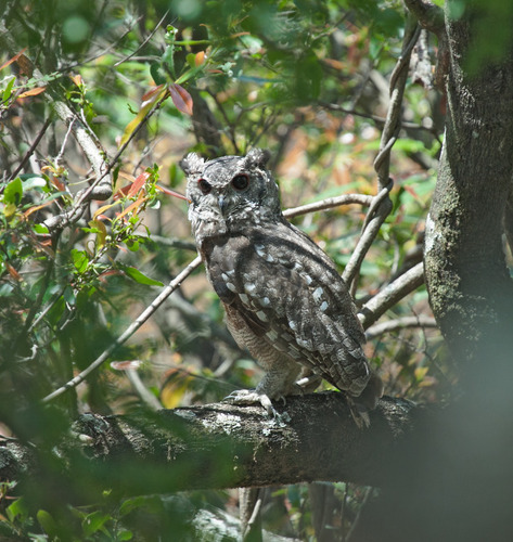 Grayish Eagle-Owl