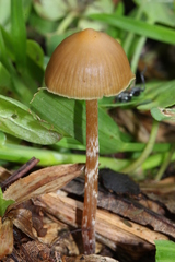 Psilocybe subtropicalis