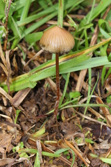Psilocybe subtropicalis