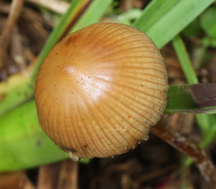 Psilocybe subtropicalis