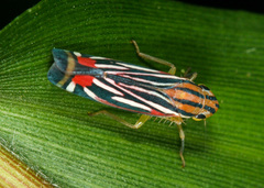Sisimitalia vulnerata