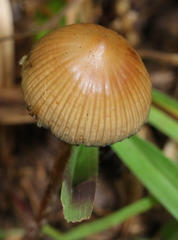 Psilocybe subtropicalis