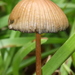 Psilocybe subtropicalis - Photo (c) Alan Rockefeller, some rights reserved (CC BY), uploaded by Alan Rockefeller