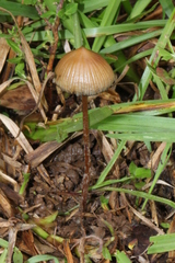 Psilocybe subtropicalis
