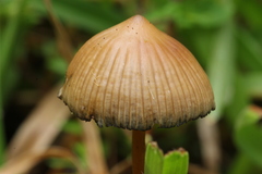Psilocybe subtropicalis