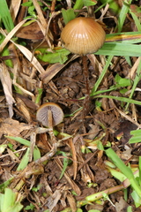 Psilocybe subtropicalis