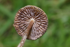 Psilocybe subtropicalis