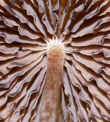 Psilocybe subtropicalis