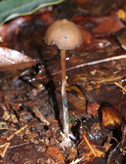 Psilocybe subtropicalis
