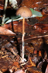 Psilocybe subtropicalis