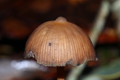 Psilocybe subtropicalis