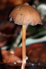 Psilocybe subtropicalis