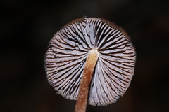 Psilocybe subtropicalis