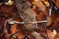 Psilocybe subtropicalis