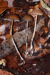 Psilocybe subtropicalis