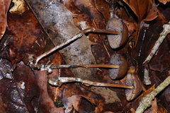 Psilocybe subtropicalis