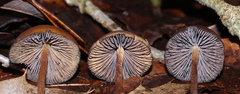 Psilocybe subtropicalis