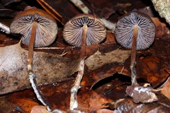 Psilocybe subtropicalis