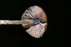 Psilocybe subtropicalis