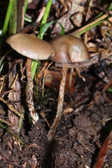 Psilocybe subtropicalis