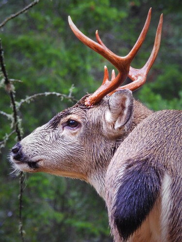Odocoileus hemionus