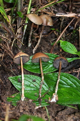 Psilocybe subtropicalis