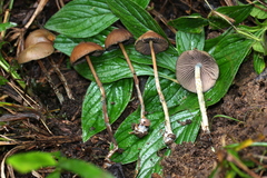 Psilocybe subtropicalis