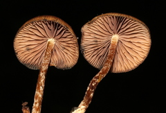 Psilocybe subtropicalis
