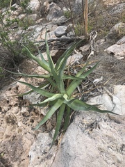 Agave chrysoglossa