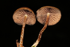 Psilocybe subtropicalis