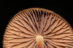 Psilocybe subtropicalis