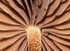 Psilocybe subtropicalis