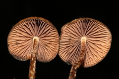 Psilocybe subtropicalis