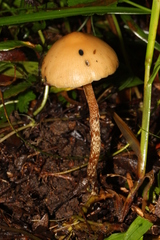 Psilocybe subtropicalis