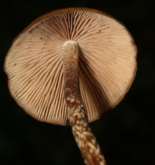 Psilocybe subtropicalis