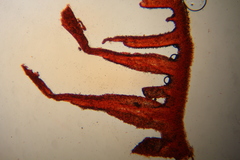 Psilocybe subtropicalis