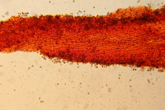 Psilocybe subtropicalis