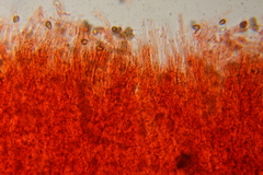 Psilocybe subtropicalis